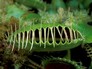 venus flytrap_seed_ 085-1-4-92.jpg